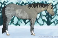 Horse Color:Grullo Ice Rabicano 