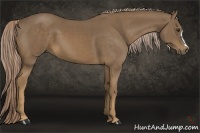 Horse Color:Chocolate Palomino