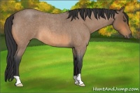 Horse Color:Buckskin Roan 