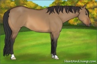 Horse Color:Bay Dun