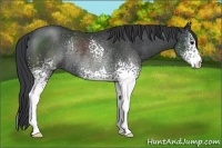 Horse Color:White Spotted Black Rabicano 