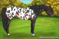 Horse Color:Brown Appaloosa 
