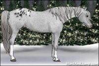 Horse Color:Black Appaloosa  and Black Appaloosa 