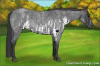 Horse Color:White Spotted Blue Roan Rabicano  Brindle