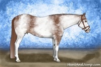 Horse Color:White Spotted Chestnut 