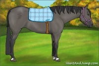Horse Color:Grullo 