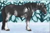 Horse Color:White Spotted Black