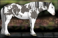 Horse Color:White Spotted Grullo Splash 