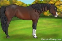Horse Color:Bay Splash 