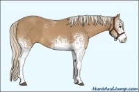 Horse Color:White Spotted Palomino Sabino