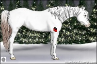 Horse Color:Chestnut Appaloosa 