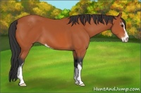 Horse Color:Bay Sabino 