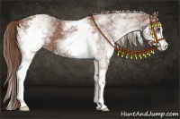 Horse Color:White Spotted Chestnut Sabino