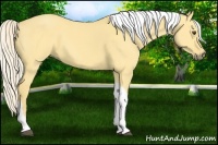 Horse Color:Palomino Dun Tobiano 