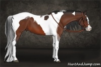 Horse Color:Bay Sabino Splash Tobiano 