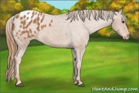 Horse Color:Chestnut Appaloosa 