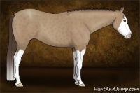Horse Color:Classic Champagne Splash