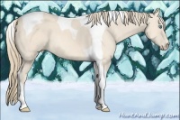 Horse Color:Perlino Tobiano