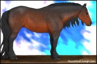 Horse Color:Brown Rabicano 