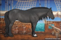 Horse Color:Black Rabicano 