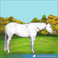Horse Color:Gray Amber Champagne Splash Tobiano 