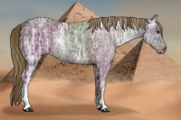 Horse Color:Liver Chestnut Ice 