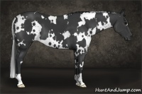 Horse Color:White Spotted Black 
