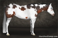Horse Color:White Spotted Brown Splash Frame 