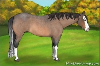 Horse Color:Buckskin Roan Splash 