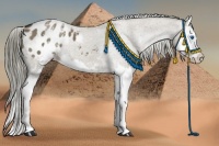 Horse Color:White Spotted Liver Red Dun Splash Appaloosa 