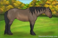 Horse Color:Brown Dun