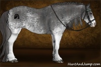 Horse Color:White Spotted Blue Roan Rabicano Brindle