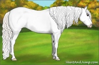 Horse Color:Silver Grullo Appaloosa 