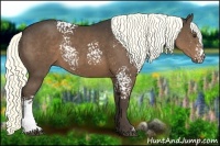 Horse Color:White Spotted Liver Chestnut 