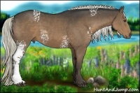 Horse Color:White Spotted Liver Chestnut 