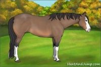 Horse Color:Buckskin Roan Splash