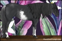 Horse Color:White Spotted Black