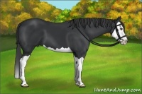 Horse Color:Black Splash