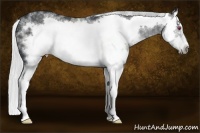 Horse Color:White Spotted Silver Black Chinchilla Splash Frame 