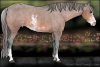 Horse Color:Bay Sabino Appaloosa