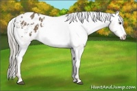 Horse Color:Chocolate Palomino Sabino Varnish Rabicano 