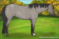 Horse Color:Smoky Grullo Roan