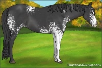 Horse Color:White Spotted Smoky Black