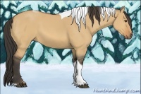 Horse Color:Buckskin Dun Tobiano Rabicano 