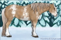 Horse Color:White Spotted Palomino 