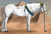 Horse Color:Chestnut Sabino 