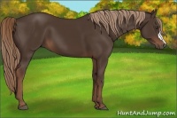 Horse Color:Liver Chestnut 