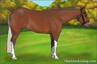 Horse Color:Silver Bay 