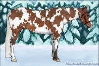 Horse Color:White Spotted Silver Bay 
