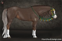Horse Color:Liver Chestnut Splash 